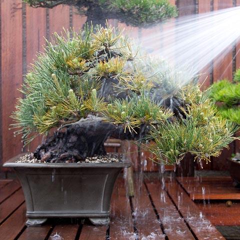 japanese_black_pine_bonsai_tree_repotting-024_large